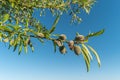 Almond nuts growing on a tree branch in almond orchard. Selective focus Royalty Free Stock Photo