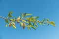 Almond nuts growing on a tree branch in almond orchard. Selective focus Royalty Free Stock Photo