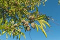 Almond nuts growing on a tree branch in almond orchard. Selective focus Royalty Free Stock Photo