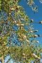 Almond nuts growing on a tree branch in almond orchard. Selective focus Royalty Free Stock Photo