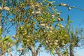 Almond nuts growing on a tree branch in almond orchard. Selective focus Royalty Free Stock Photo