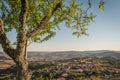 Almond nuts growing on a tree branch in almond orchard. Selective focus. Landscape for the view to Freixo de Numao, Vila Nova de Royalty Free Stock Photo