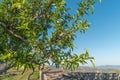 Almond nuts growing on a tree branch in almond orchard. Selective focus. Landscape for the view to Freixo de Numao, Vila Nova de Royalty Free Stock Photo