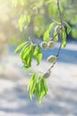 Almond nuts growing on a tree branch in almond orchard Royalty Free Stock Photo