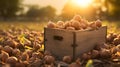Hazelnuts harvested in a wooden box in a plantation with sunset. Natural organic fruit abundance. Agriculture, healthy and