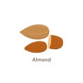 Almond nuts isolated on white background vector illustration in flat design. Royalty Free Stock Photo