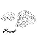 Almond. Nuts and kernels. Hand drawn vector sketch