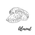 Almond. Nuts and kernels. Hand drawn vector outline illustration