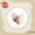 Almond nuts seed group sketch. Vector hand drawn illustration. Organic superfood. Highly detailed.