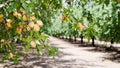 Almond Nuts Tree Farm Agriculture Food Production Orchard California Royalty Free Stock Photo