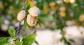 Almond Nuts Tree Farm Agriculture Food Production Orchard California Royalty Free Stock Photo