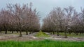 The almond orchard across the street Royalty Free Stock Photo