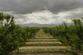 Almond Orchard