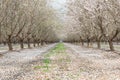 An almond orchard in a pink bloom.