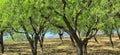 Springtime,almond grove on the Spanish hills.