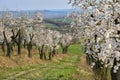 Almond Orchard with Springtime Blossoms.