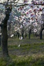 Almond Orchard with Springtime Blossoms.