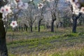 Almond Orchard with Springtime Blossoms.