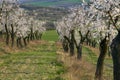 Almond Orchard with Springtime Blossoms.