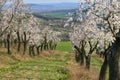 Almond Orchard with Springtime Blossoms in april.