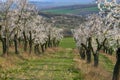 Almond Orchard with Springtime Blossoms in april.