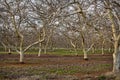 Almond Orchard in Winter