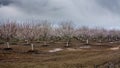 Almond orchard in Winters California Royalty Free Stock Photo