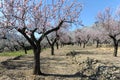 Almond orchard with pink blossom