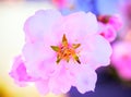 Almond pink flower in february 2021, Spain Macro shot