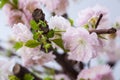 Almond pink flowers