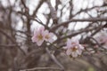 Almond pink flowers and blurred branches background Royalty Free Stock Photo