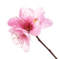 Almond pink flowers