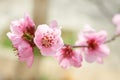 Almond pink flowers