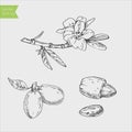 Almond plant set. Picture made by hands with ink