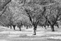 Almond plantation