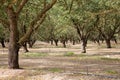 Almond plantation