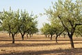Almond plantation trees Royalty Free Stock Photo