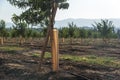 Almond plantation trees