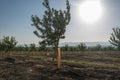 Almond plantation trees