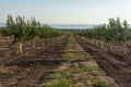 Almond plantation trees Royalty Free Stock Photo