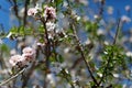 Almond Prunus dulcis flower blooms Royalty Free Stock Photo