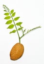 Almond seed with green acacia branch
