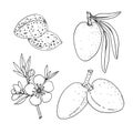 Almond. Set with branches with leaves and fruit. Blossoming almond. Nuts and kernels. Hand drawn vector