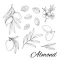 Almond. Set with branches with leaves and fruit. Blossoming almond. Nuts and kernels. Hand drawn vector outline Royalty Free Stock Photo
