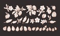 Almond set. Natural nut. Vector graphic set Royalty Free Stock Photo