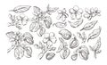 Almond set. Natural nut. Vector graphic sketch Royalty Free Stock Photo