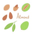 Almond set. nuts. leaves. Vector Illustration for printing, backgrounds, covers, packaging, greeting cards, posters, stickers,