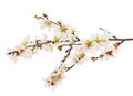 Blossoming almond tree branch isolated on white background, Prunus amygdalus Royalty Free Stock Photo