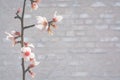 Almond spring flowers on grey washed brick wall background Royalty Free Stock Photo