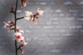 Almond spring flowers on grey washed brick wall texture Royalty Free Stock Photo